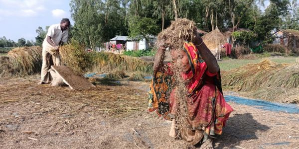 টানা বৃষ্টিতে ভিজে কালো হচ্ছে সোনালি ধান, বিপাকে কৃষকেরা
